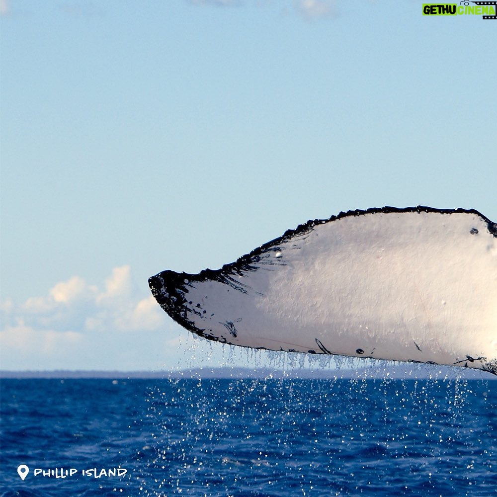 Dan Andrews - 2.2K Likes - Just passing by.
Whales are on their annual migration past Victoria and down to Antarctica as the weather starts to warm up.
You can see them from the Great Ocean Road, Phillip Island, Gippsland, Portland and Warrnambool right through until October.