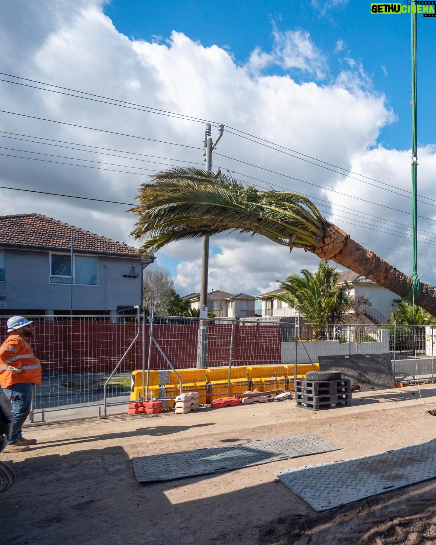 Dan Andrews - 2.5K Likes - Glen Huntly's palm trees are back home after a bit of a holiday.
The palms are 80 to 100 years old, and spent 15 months in Keysborough to protect them during level crossing works.
With the crossings gone, 65 trees are now back in place.
And the locals are making themselves right at home.
Treemendous.