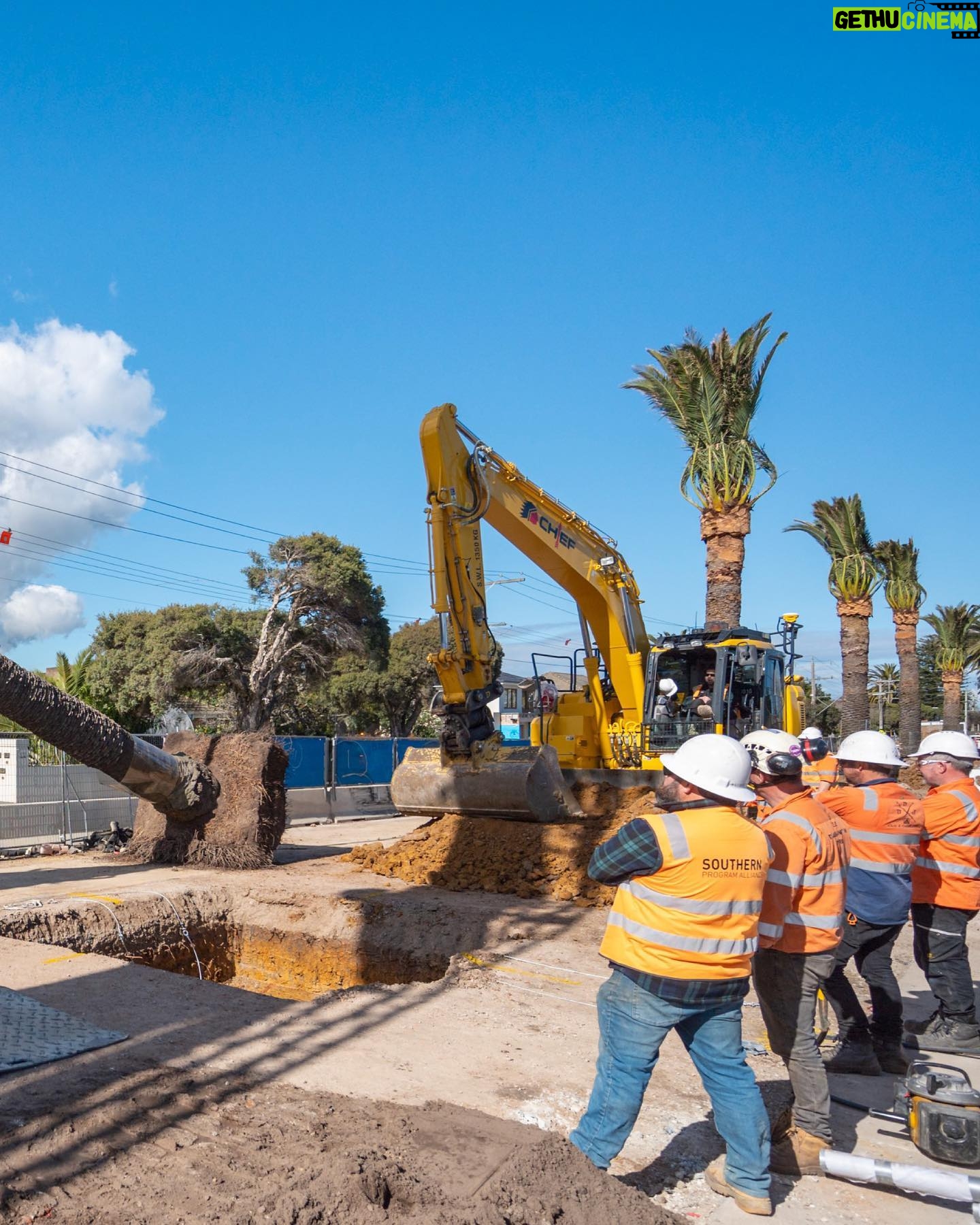 Dan Andrews - 2.5K Likes - Glen Huntly's palm trees are back home after a bit of a holiday.
The palms are 80 to 100 years old, and spent 15 months in Keysborough to protect them during level crossing works.
With the crossings gone, 65 trees are now back in place.
And the locals are making themselves right at home.
Treemendous.