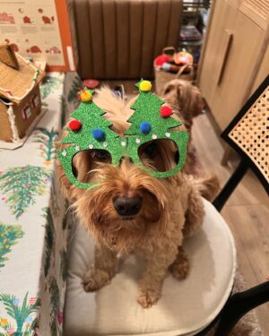 Dan Cummins Instagram - Merry Christmas, everyone! Hope you get some nice family time in today. And eat way too much mashed potatoes and gravy. And also turkey. And stuffing. And green bean casserole. And cranberry sauce. And olives. And also fruit salad. And ham. And of course pumpkin pie (Costco makes the best). And of course have some rolls. And there's probably 8-15 other things I'm forgetting that you should for sure eat.