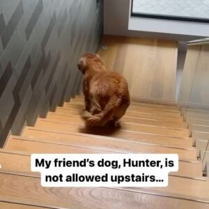 Dan Walker Instagram - Dogs are the best ❤️

#dog #funnydogs #dogs #dogsofinstagram #dogstagram #dogslife #dogsofinstagram #dogsofinsta #dogsofinstaworld