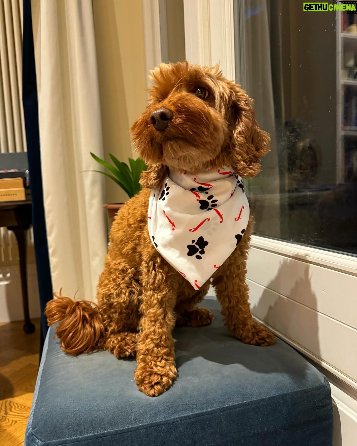 Dan Walker - 2.3K Likes - What do you think?
Our Winnie loves her new @classicfm bandana ❤️
If you’d like to grab yours then head to classicfm.com for all your pet merch needs
#dog #dogsofinstagram #dogs #dogstagram #dogslife