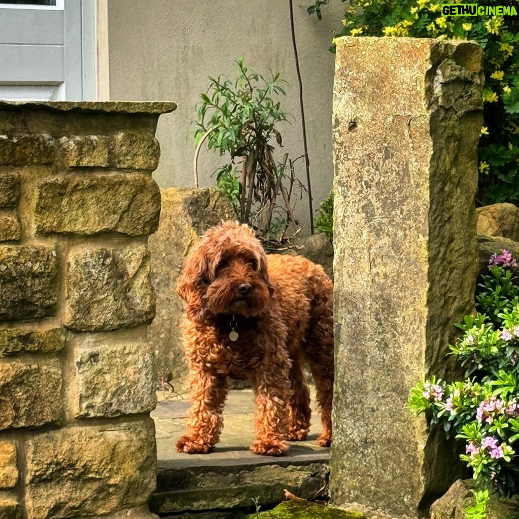 Dan Walker - 7K Likes - Anyone else completely miss the northern lights in the UK?
Can’t share a picture of the sky… but here’s a cute dog #Winnie ❤️
