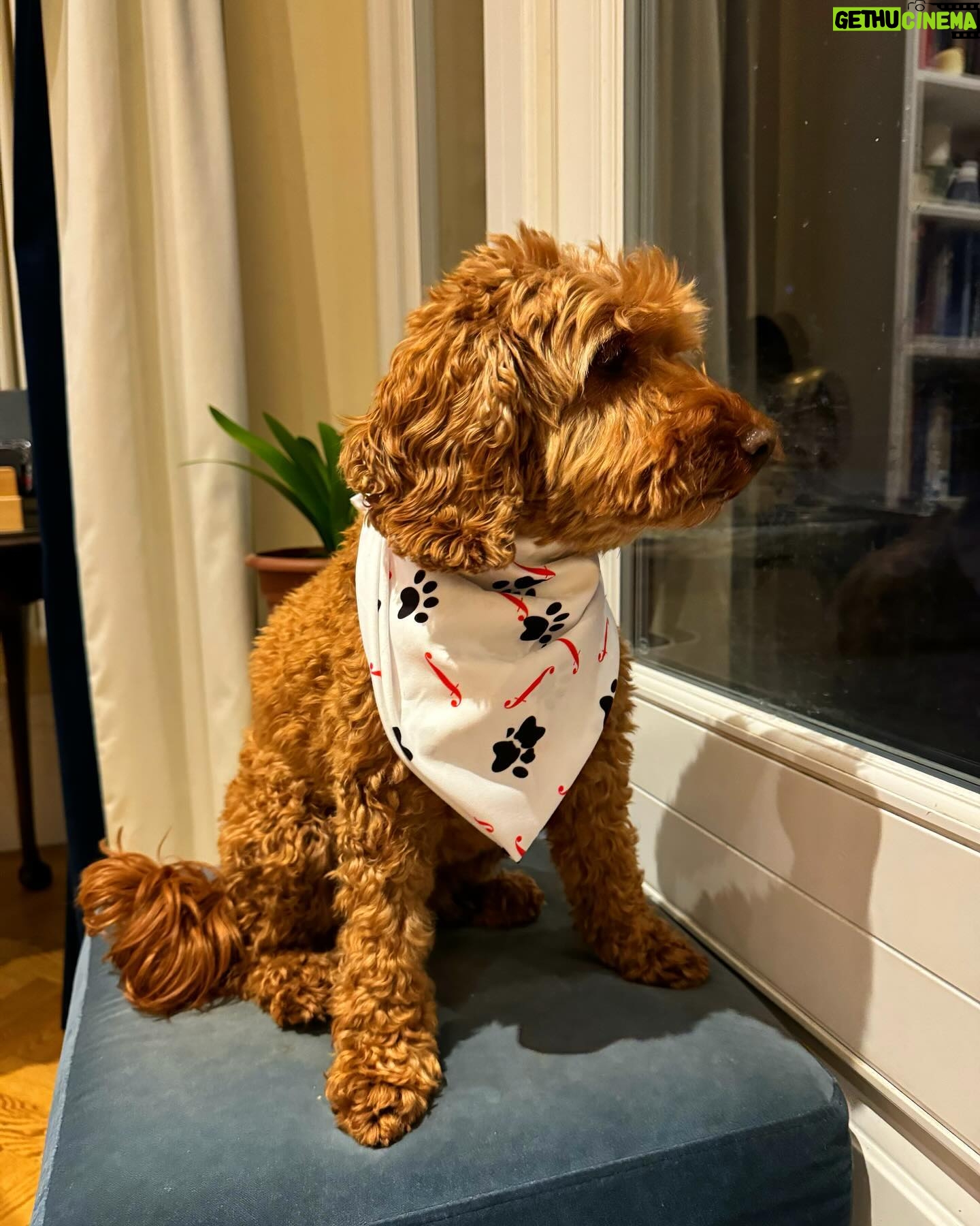 Dan Walker - 2.3K Likes - What do you think?
Our Winnie loves her new @classicfm bandana ❤️
If you’d like to grab yours then head to classicfm.com for all your pet merch needs
#dog #dogsofinstagram #dogs #dogstagram #dogslife
