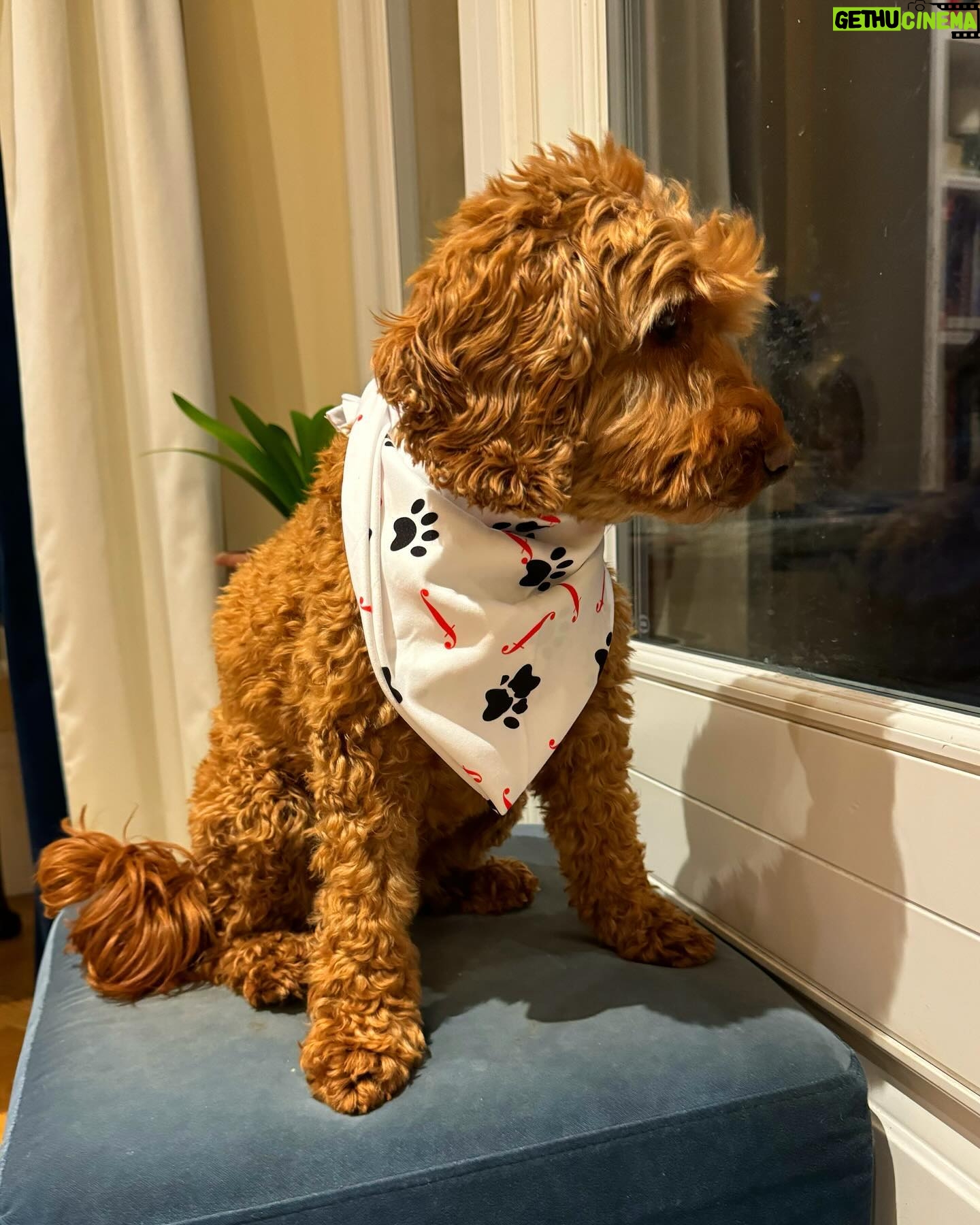 Dan Walker - 2.3K Likes - What do you think?
Our Winnie loves her new @classicfm bandana ❤️
If you’d like to grab yours then head to classicfm.com for all your pet merch needs
#dog #dogsofinstagram #dogs #dogstagram #dogslife