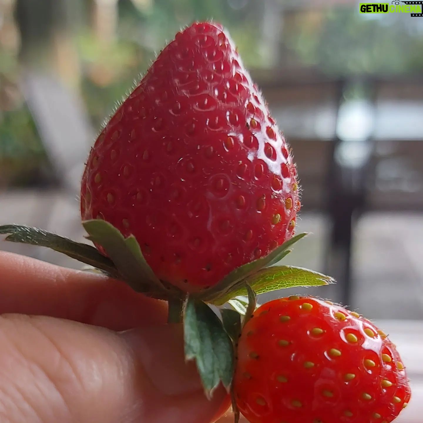 Dana Christina - 47 Likes - From my garden