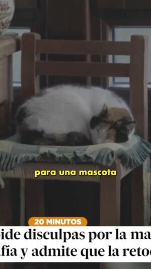 Dani Mateo Instagram - El gato de Karl Lagerfeld solo fue el primero… 🐈🐕