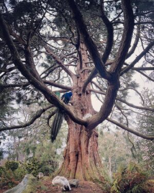 Daniel Di Tomasso Instagram - 🦚 I went on a walk yesterday and was reminded that there is beauty everywhere. #victoria