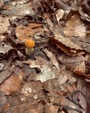 Daniel Di Tomasso Instagram - #Forest floor #Mushroom 🍄