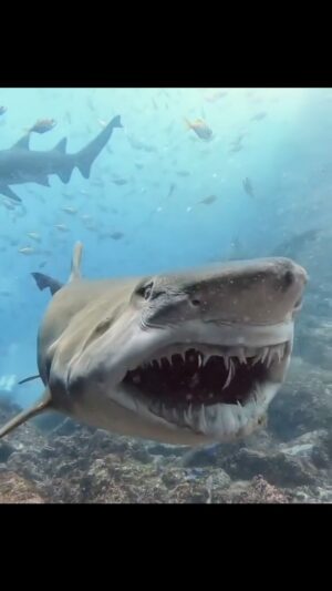 Daniel Goddard Instagram - 👀😱

.
.
.
.
.
.
#shark #sharks #sharkweek #jaws #summervibes