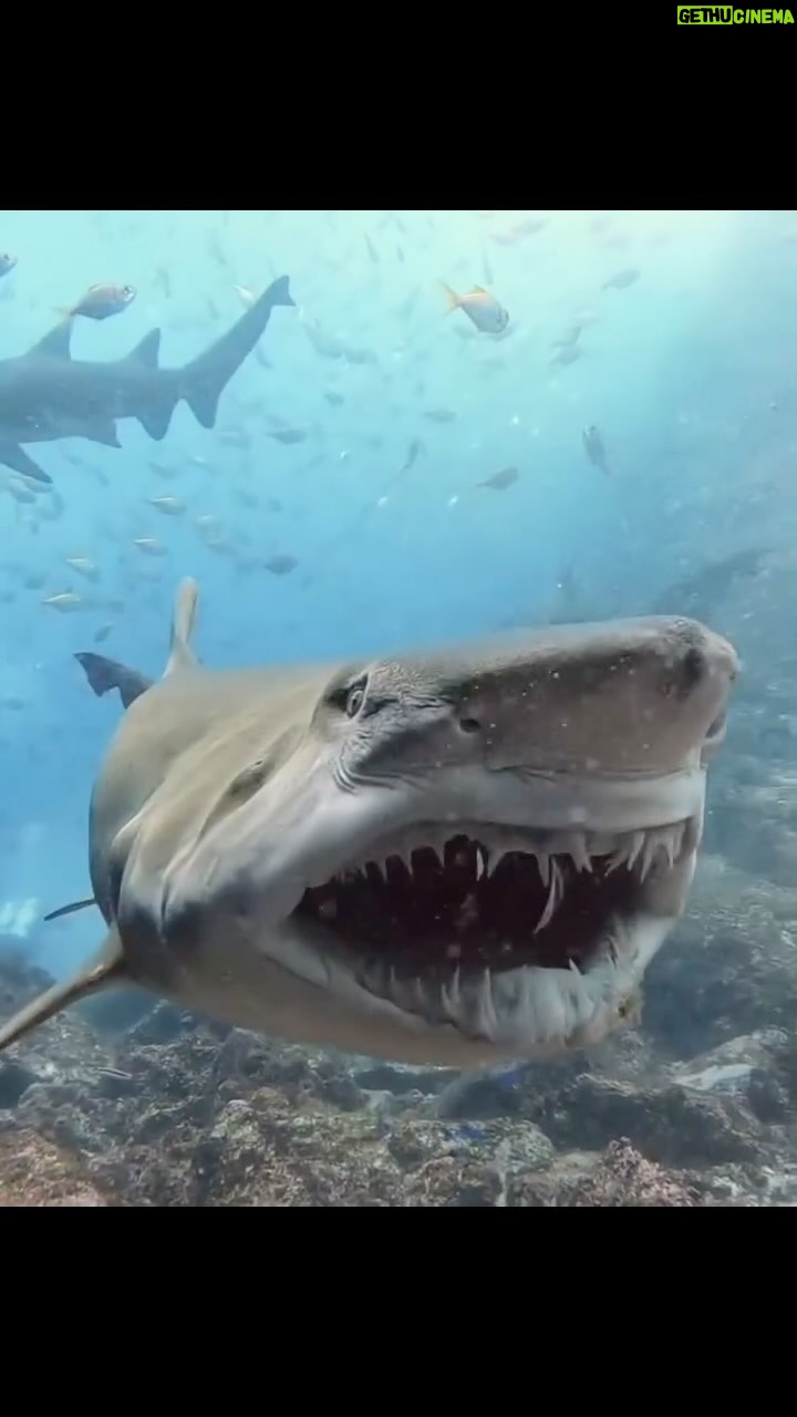 Daniel Goddard - 3 Likes - 👀😱
.
.
.
.
.
.
#shark #sharks #sharkweek #jaws #summervibes