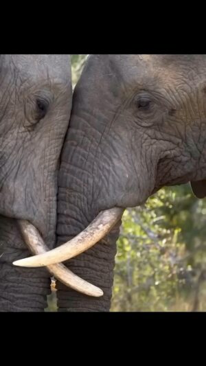 Daniel Goddard Instagram - Could elephant ❤️ be the greatest ❤️ of all? #loveyou