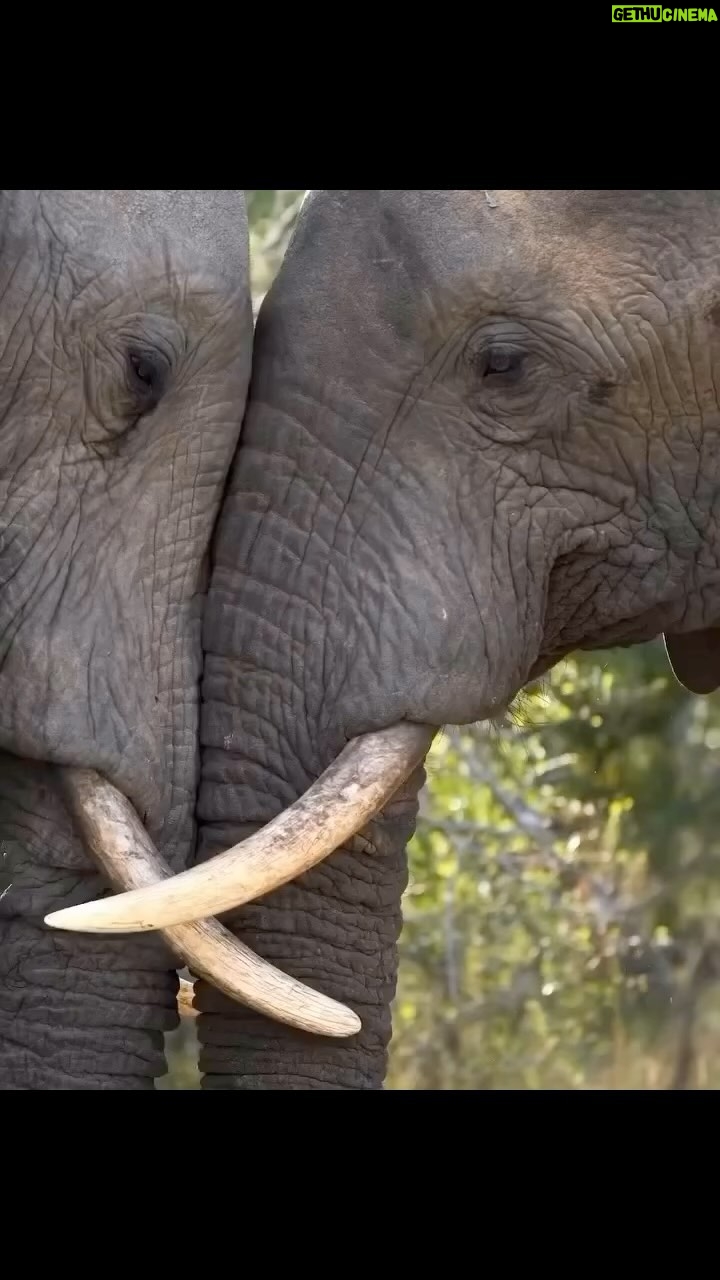 Daniel Goddard - 3 Likes - Could elephant ❤️ be the greatest ❤️ of all? #loveyou