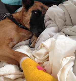 Danielle C. Ryan Instagram - Stumbled across these and couldn’t stop giggling. #tbt to when my kiddo hurt her paw and needed a trip to the vet. Her expressions kill me 😂 
#malinois #malinoislovers #ouchie #vet #oncrack #goodpatient #dog #bestfriend  #accidentprone #monster