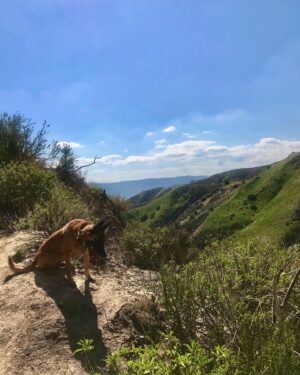 Danielle C. Ryan Instagram - 🤍 Getaway with my girl 🤍 • • • 
#sunday #adventure #hike #outdoors #malinois #mylegsaredead
