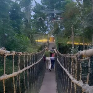Danny Griffin Instagram - We got lost in a “rainforest”