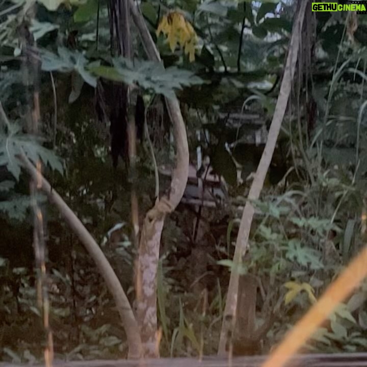 Danny Griffin - 242.1K Likes - We got lost in a “rainforest”