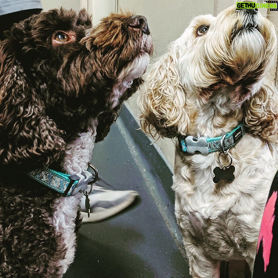 Danny Mac - 2.4K Likes - my boys came to visit
📷 @nuwanhugh
.
.
.
#dogs #dog #dogsofinstagram #dogsofinsta #cockerpoo