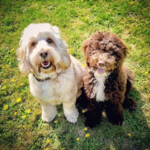 Danny Mac Instagram - #nationaldogday