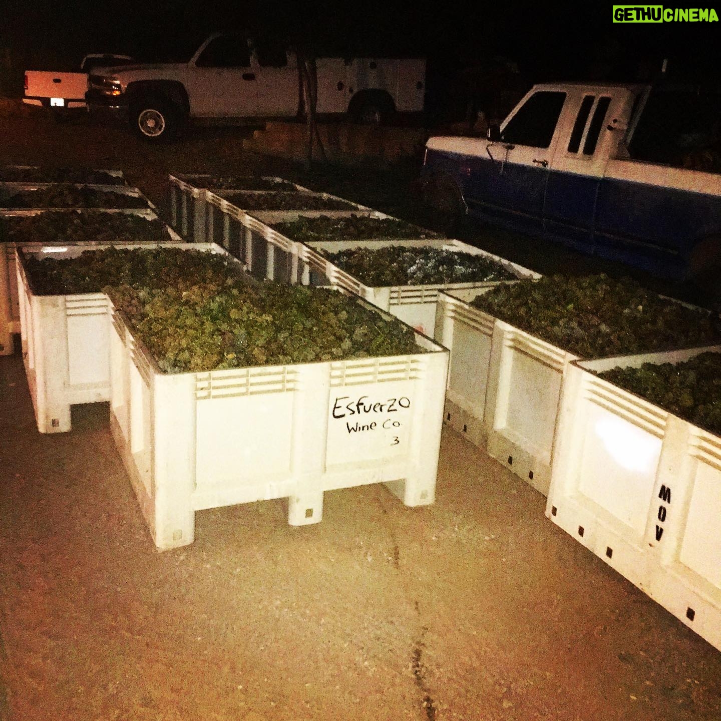 Danny Masterson - 16.6K Likes - Got Reisling? #harvest @esfuerzowines @fidiwinefarmer 20 bins this eve 40 mañana.