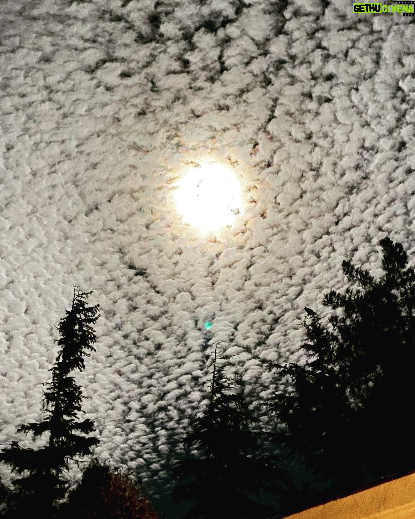 Danny Masterson - 31.3K Likes - Can u spot the owl?