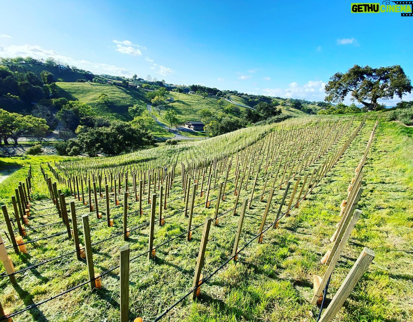 Danny Masterson - 22.9K Likes - Holy muther weed wackers are a slow way to cut waist high cover crop aka grass and weeds. 13 rows in 8 hours. If anyone has 50 sheep I’ll trade u 2 rolls of TP for a months rental. Can’t tell from pic but Hill is 30 degree slope. Only 200 more rows to go. #quarantinelyfe #beards&mask=🔥
