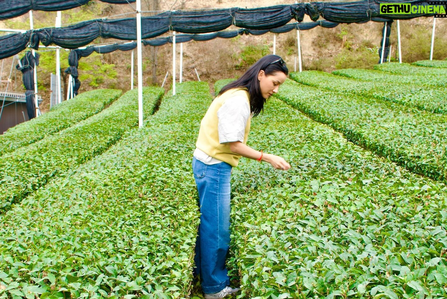 Dante Basco - 2.5K Likes - Crafting a ceremony around matcha from Japan is a delicate art. Each step, from selecting the perfect leaves to the ceremonial preparation, requires precision and care. #RufioMatcha symbolizes not just a beverage, but a ritual of mindfulness and appreciation for the beauty of Japanese culture. 🍵
#rufio#princezuko
#firenation #pricezuko #bangarang #avatarthelastairbender #Dantebasco
#uyghuralice #matcha #organicmatcha #popup
#Matcha
#MatchaLove
#MatchaLatte
#MatchaMonday
#MatchaTime
#MatchaAddict
#MatchaLife
#MatchaGreenTea
#MatchaLover
#MatchaEveryday
