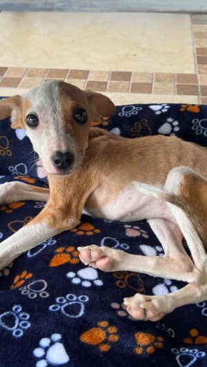 Darío Ripoll Instagram - Kamila 1000%  recuperada y feliz ! 😍  #adopta #unanuevaoportunidad  #amoricondicional  @la_manada_de_ripoll 🐶