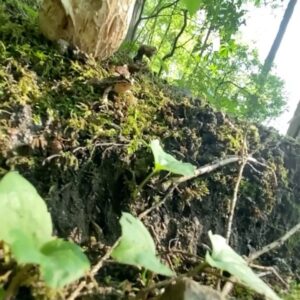 Darren Aronofsky Instagram - #camoflauge - spot the #fly ? #moss #ribbit & #shroom
