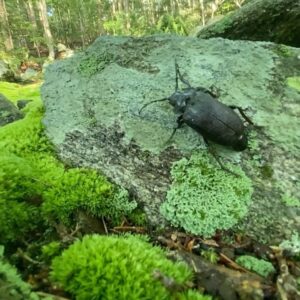 Darren Aronofsky Instagram - #moss #lichen #insect #beetle