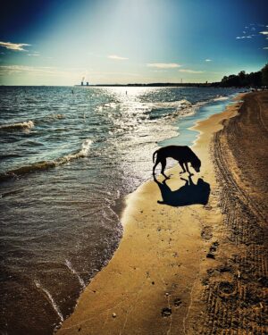 Dave Hill Instagram - At the beach this morning with my sweet Lu.