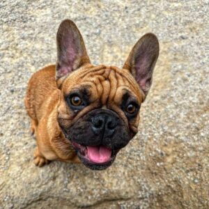 Dave Hill Instagram - This is Jabba. I met him at the park today. I like dogs the best. And I don’t mean out of animals. I mean out of all things on Earth.