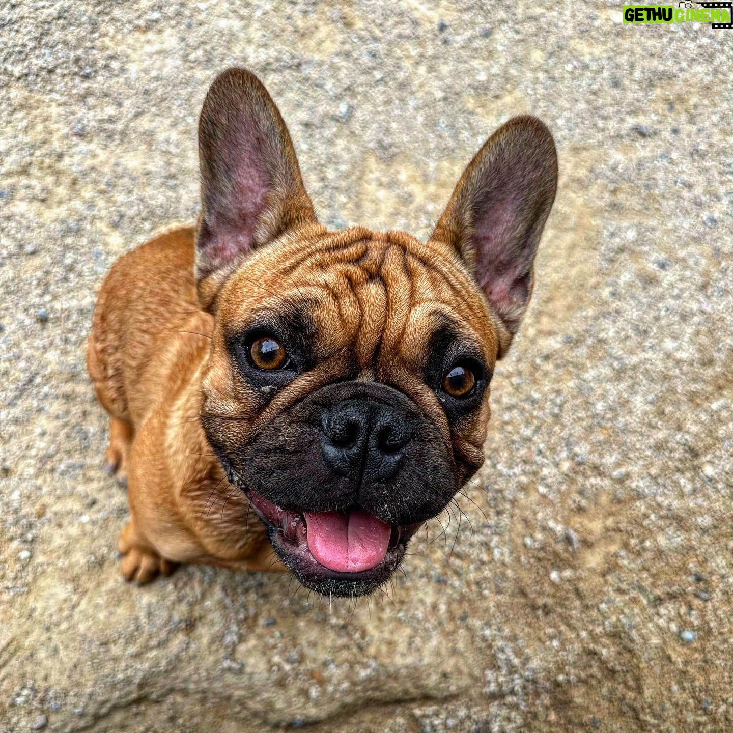 Dave Hill - 0.9K Likes - This is Jabba. I met him at the park today. I like dogs the best. And I don’t mean out of animals. I mean out of all things on Earth.