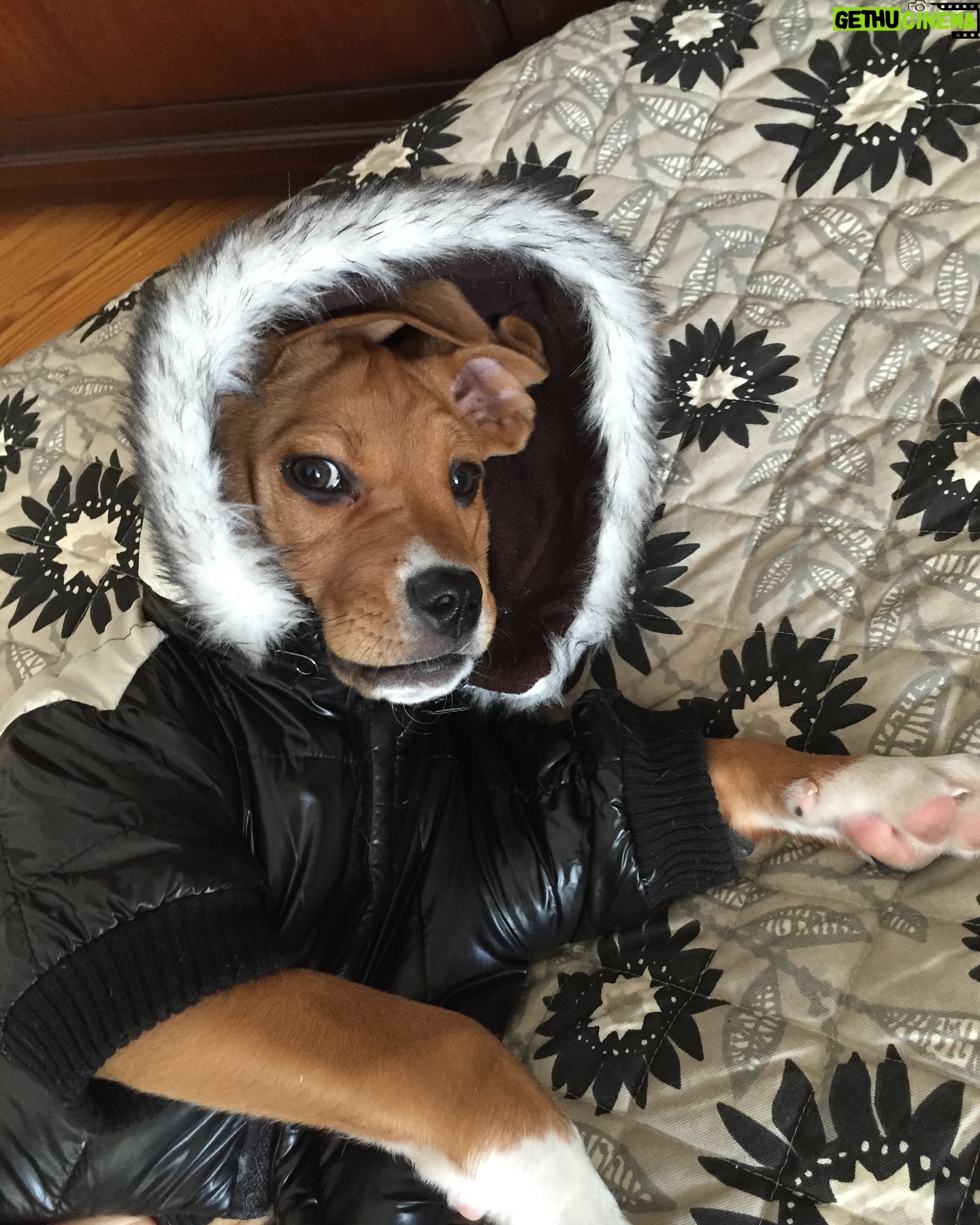 Dave Hill - 680 Likes - If you need a break from basically everything, here is a picture of my sweet girl Luci wearing a winter jacket when she was a puppy.