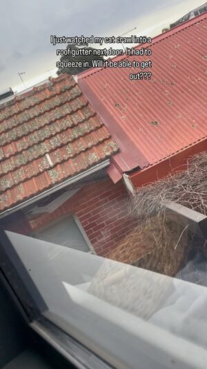Dave Hughes Instagram - Should I be concerned? Never seen cat do this before. Will it get out without help?