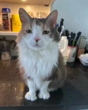 David Baddiel Instagram - Following vet advice we’ve put Pip on a diet. She’s dealt with this well. By which I mean she’s become a cat who will try to snaffle any food at all left for a micro-second out in the kitchen including food that no cat has ever shown an interest in. Broccoli. Tofu. Coffee grains.