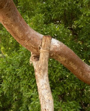 David Byrne Instagram - Trees helping trees