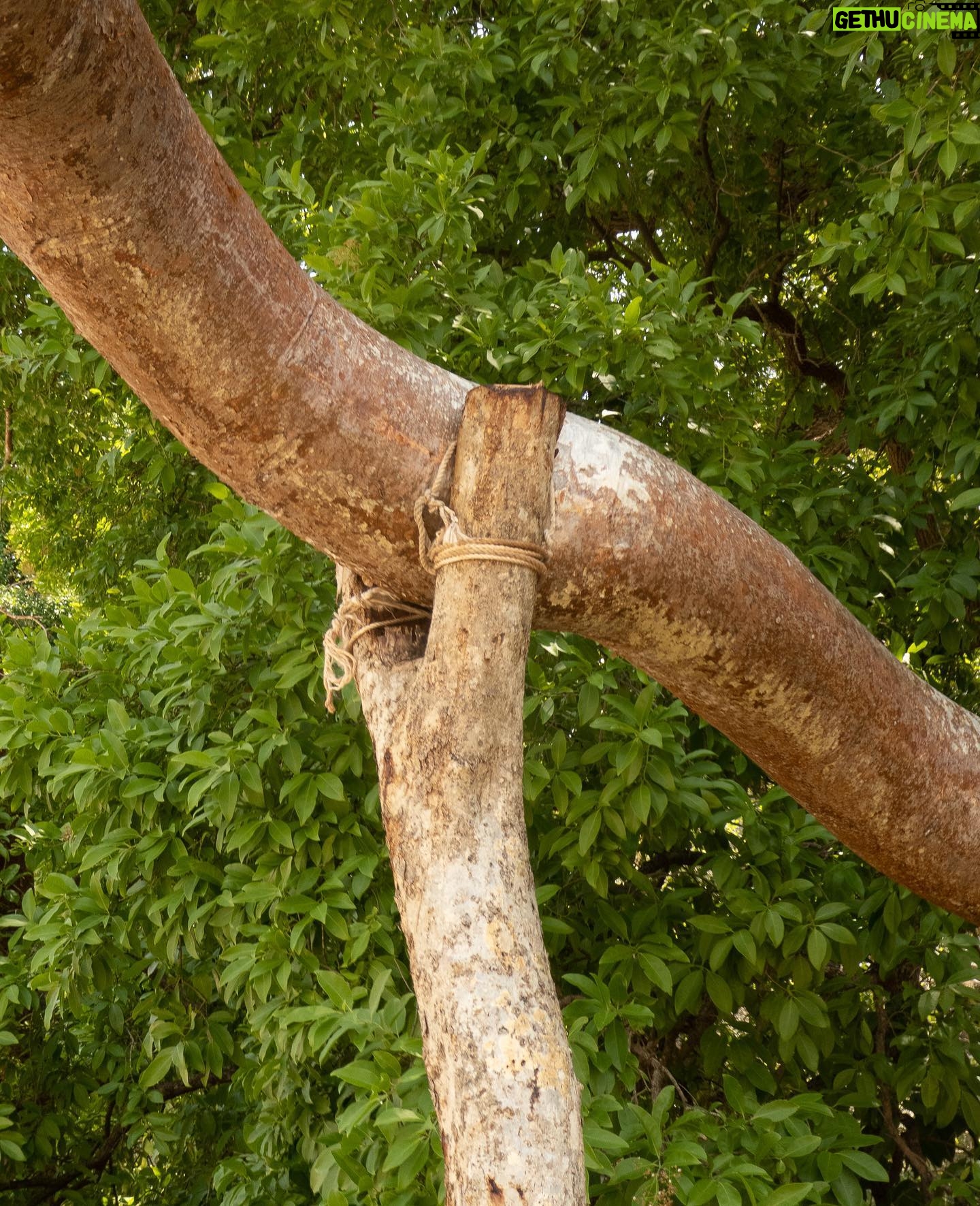 David Byrne - 6.4K Likes - Trees helping trees