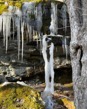David Byrne Instagram - ice imitates tree