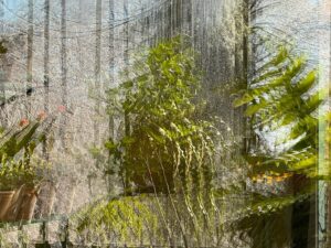 David Byrne Instagram - fractured garden