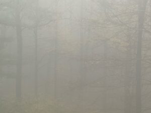 David Byrne Instagram - forest of no return