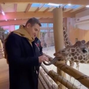 David Gránský Instagram - 🦒Jazyk žirafy má délku až 53 cm
🦒Nikdo nikdy neviděl žirafu plavat
🦒Žirafám stačí 5 až 30 minut spánku denně
🦒Žirafy nevydávají žádný zvuk. Ne proto, že to neumí, ale nechtějí
🦒Těhotenství žirafy trvá 400 až 460 dnů