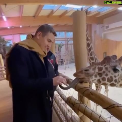 David Gránský - 11.4K Likes - 🦒Jazyk žirafy má délku až 53 cm
🦒Nikdo nikdy neviděl žirafu plavat
🦒Žirafám stačí 5 až 30 minut spánku denně
🦒Žirafy nevydávají žádný zvuk. Ne proto, že to neumí, ale nechtějí
🦒Těhotenství žirafy trvá 400 až 460 dnů