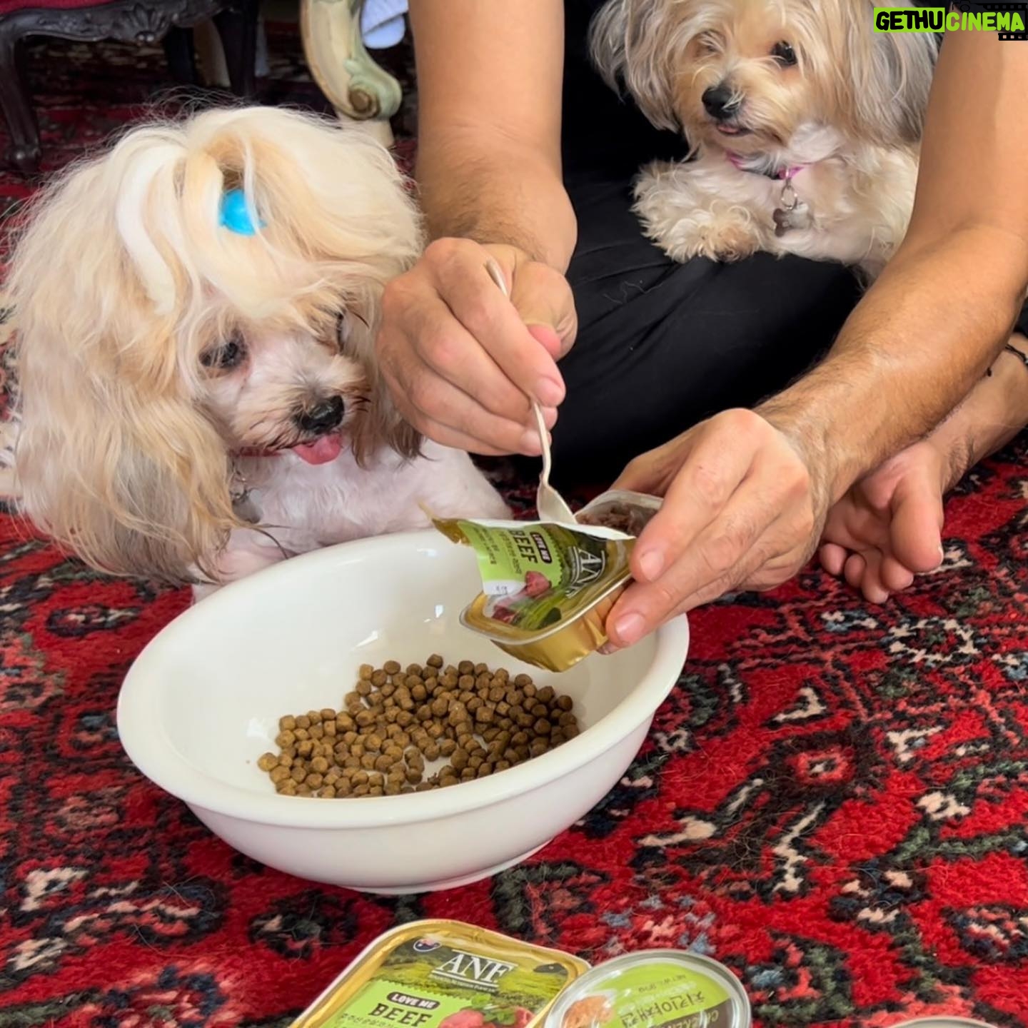 David Lee McInnis - 1.4K Likes - ANF 없어면 개 파티라고 할수 없지!!!
Wouldn’t be a dog party without @anf_korea !!! 🙏🏻