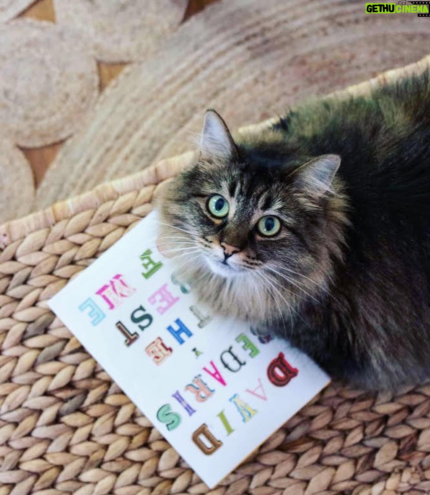 David Sedaris - 5.4K Likes - From @mackenzieschieck: Louisa and I agree that @davidsedarisbooks are the best ones to cuddle up with. 📚😻 .