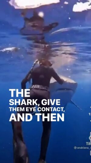 David So Instagram - There is no way ANYBODY gon test this theory out thats a male shark and is tryna smash that’s why it’s acting all shy! I look like a dead seal in the water that’s free lunch f*ck outta here!!! You can’t trick me!

#comedy #comedyreel #funny #sharktrynasmash