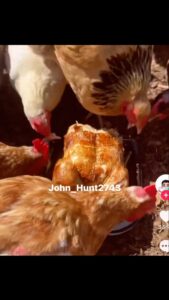 Daym Drops Instagram - Naaaah @john_hunt2743 - This one took me TF out! 🤣🤣🤣 

 It’s ALWAYS your own that do you EXTRA DIRTY!! 🤣🤣🤣🙌🏾

#BirdsOfAFeather #EatChickenTogether