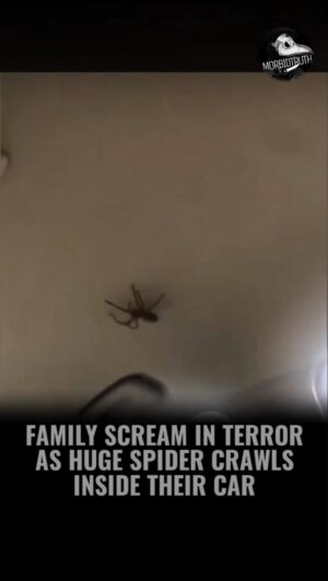 Daym Drops Instagram - It’s JUST a Spider!!👀😳🤨🙄