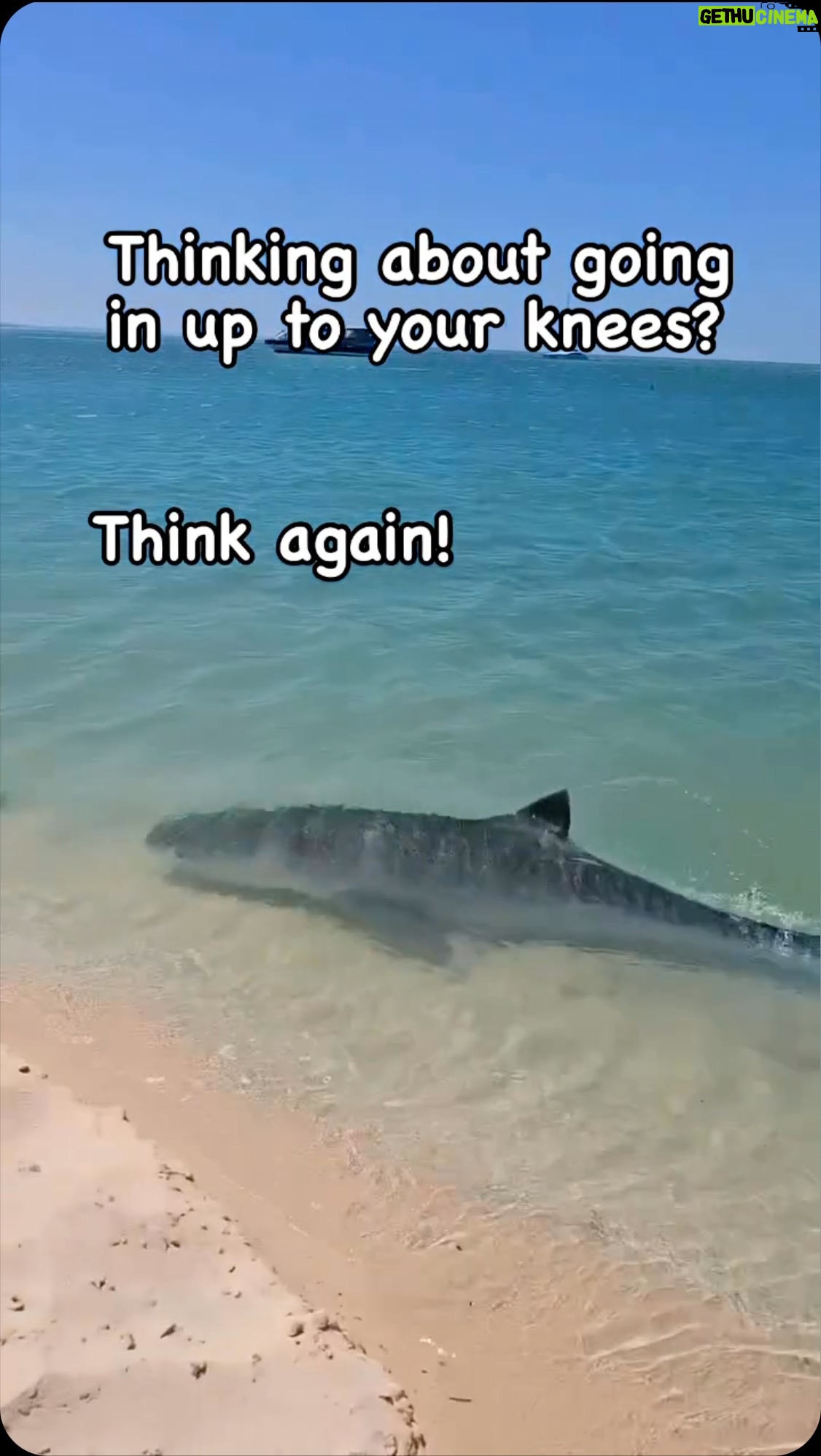 Daym Drops - 705 Likes - Just ANOTHER reason you won’t see me on ANY BEACHES!! Y’all go on ahead and keep getting chewed up like a fresh pack of gum!!
I’ll be driving by slow, shaking my head before I peel off real smooth like, getting BACK to minding the Business that pays me! 🙌🏾🤣🙌🏾🤷🏾♂️✌🏾