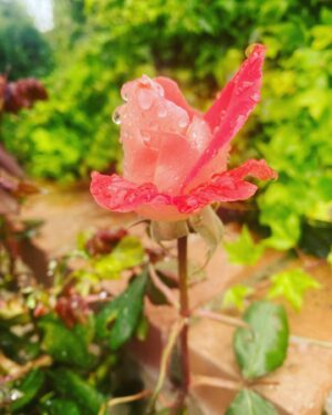 Dean Cain Instagram - Appreciate the little things…
Morning dew drops on my garden roses. ❤️